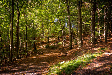 Fototapeta forest way