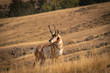 pronghorn buck in autumn grass