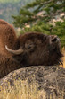Bison scratching head on rock
