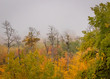 misty trees in autumn