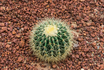 The growing Barrel Cactus