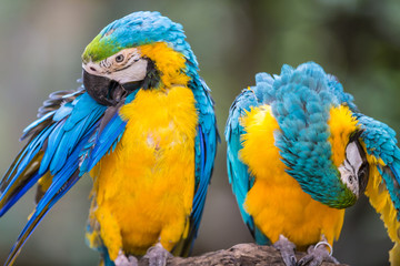 Blue Parrot portrait with yellow neck in the park