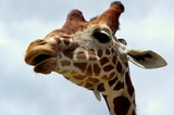 Fototapeta  - Podejrzliwa głowa żyrafy na tle zachmurzonego nieba