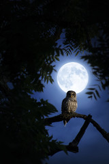 Wall Mural - A quiet night, a bright moon rising over the clouds illuminates the darkness, and a Barred Owl sits motionless in the blue moonlight.