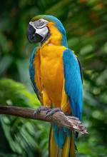 Blue And Yellow Maccaw