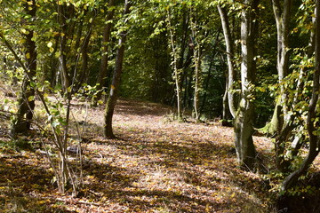 Sticker - Herbstwald im Elztal, Eifel