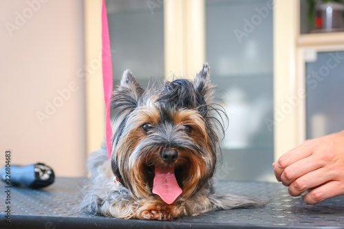 A Haircut Yorkshire Terrier Buy This Stock Photo And