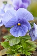 Violet Tricolor Beauty