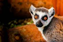 Lemur With Big Eyes