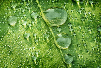 Wall Mural - Water Drops, Rain Drops on Green Leaf in Sun Light, Natural Background
