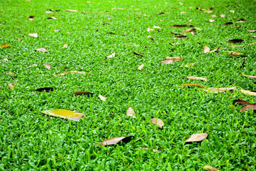 Wall Mural - Green grass background texture.