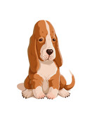 Fototapeta Psy - Vector color illustration of basset hound puppy isolated on white background. Cute small dog