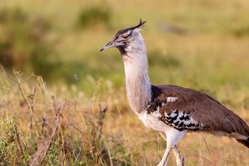 Poster - Kori bustard bird on the savanna