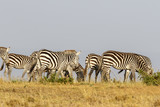 Fototapeta Konie - Zebras who walks in the savannah