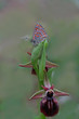 akdeniz gelinciği kelebeği ; Tomares nesimachus butterfly 	