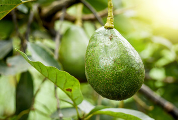 Avocado fruits on the tree almost good for harvesting. Fresh organic avocados in farm, soft light added.