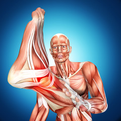 Wall Mural - 3d illustration of  a male anatomy . Ankle injury