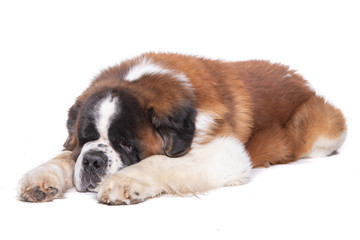 studio shot of an adorable st. bernhardshund - bernhardiner sleeping on white background