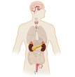 Digital illustration and 3d render human body endocrine system