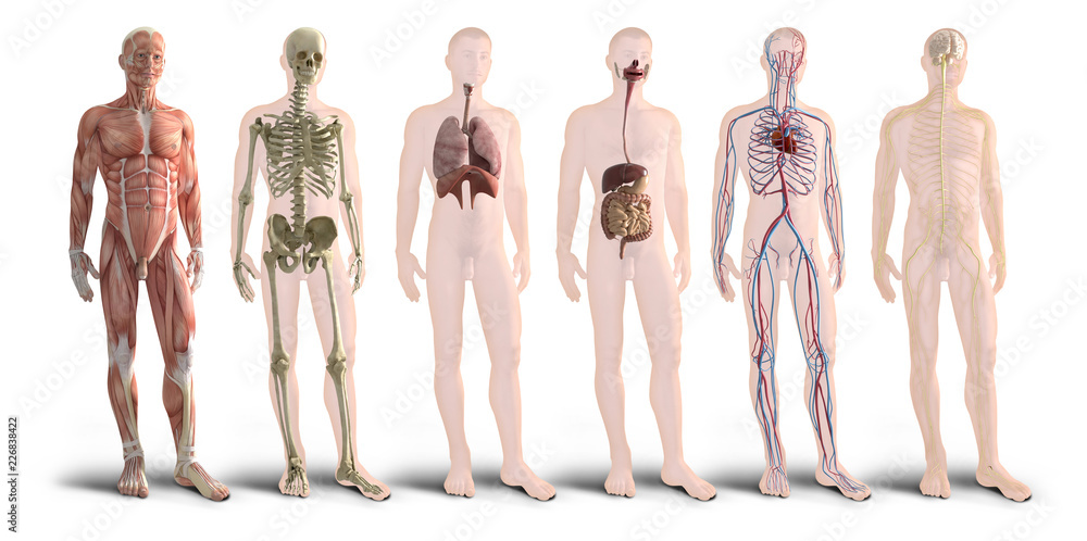 Digital 3d render of human body organs Stock Illustration | Adobe Stock