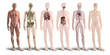 Leinwandbild Motiv Digital 3d render of human body organs