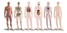 Digital 3d Render Of Human Body Organs