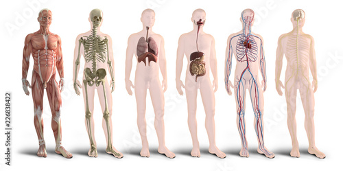 Fotomural Digital 3d render of human body organs
