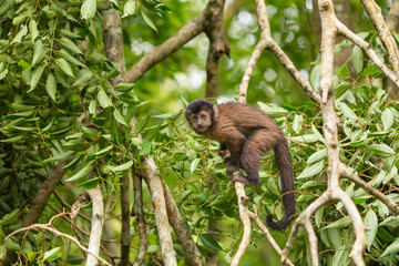 Wild monkey capuchin in the rainforest.