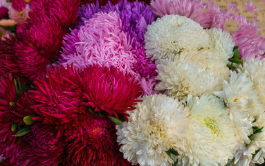 background of beautiful mixed aster, autumn flowers