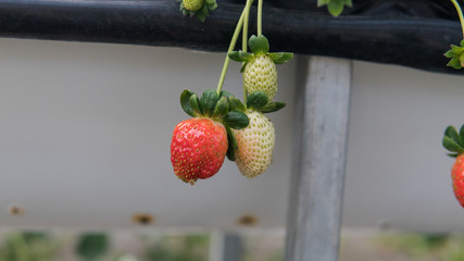 growing strawberries in hydroponics