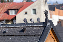Group Of Pigeons On Roof Of Traditional Wooden House In Zakopane In Poland.