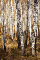  Thick forest of birch trees in the fall in Krasnoyarsk.