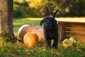 Wall Mural - Riesenschnauzerwelpe mit Herbstdekoration