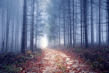 Plakat droga piękny ścieżka las drzewa
