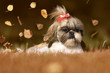 dog breed shi tzu in autumn park