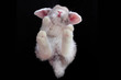 © TrainedPets - Rabbit animal pet unique sperpective under wide angle
