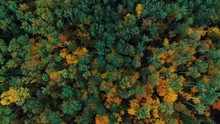 4k Aerial View Camera Moves Up From The Colorful Green Golden Forest Of Dense Mixed Tops Of Pine And Birch Trees