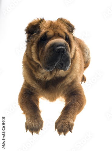 Photographie Portrait Studio Dun Chien Shar Pei De Couleur
