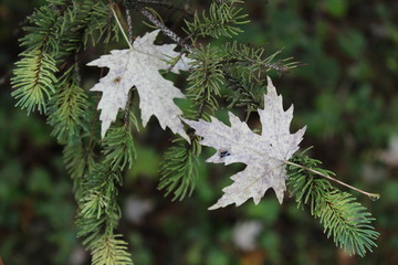 2 dead maple leaves on evergreen tree branch