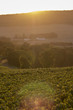 Sunset on the vines, Champagne region