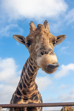 Giraffe Sticking Tongue Out