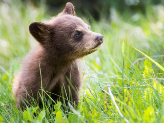 Wall Mural - black bear cub