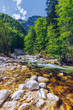 Beautiful colorful summer landscape with a stream and forest. The river in summer forest and the sun shining through the foliage. Summer nature landscape. Bohinj, Slovenia