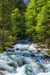 Cold mountain stream coming from Savica waterfall, river Sava near lake Bohinj, Slovenian Alps, Slovenia. The Sava Bohinjka is a headwater of the Sava River in northwestern Slovenia.
