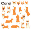 corgi,dog in action,happy dog