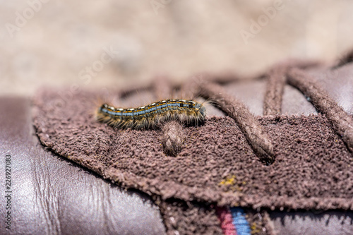 Fotografie, Obraz Movement of Millipede climbing on man's shoes.