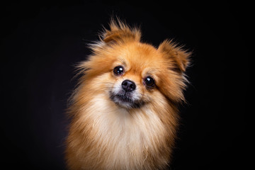 lovely pomeranian dog looks at camera on black background. cute dog get curious something. charming 