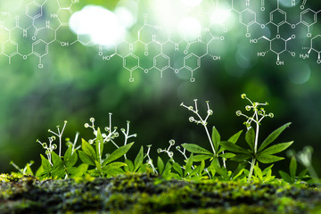 Plants background with biochemistry structure.