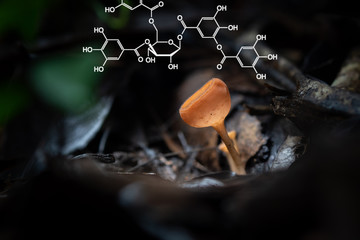 Plants background with biochemistry structure.