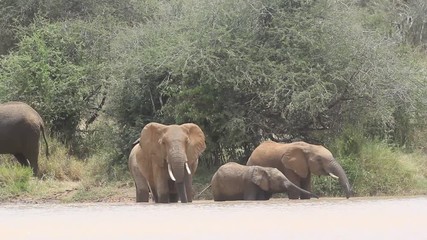 Wall Mural - African Elephants drinking 